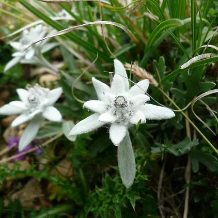 La Corte Dei Limoni דירה קאפרינו ורונזה